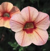 Calibrachoa hybrid 'Callie Peach' Calibrachoa hybrid 'Callie Peach'