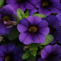 Calibrachoa hybrid 'Minifamous Compact Dark Blue' Calibrachoa hybrid 'Minifamous Compact Dark Blue'