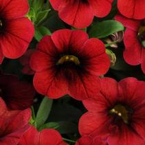 Calibrachoa hybrid 'Minifamous Compact Dark Red' Calibrachoa hybrid 'Minifamous Compact Dark Red'
