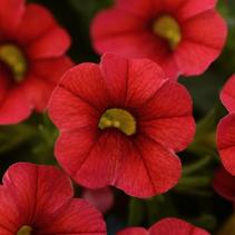 Calibrachoa hybrid 'Minifamous Compact Red' Calibrachoa hybrid 'Minifamous Compact Red'