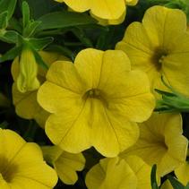 Calibrachoa hybrid 'Minifamous Compact Safran' Calibrachoa hybrid 'Minifamous Compact Safran'