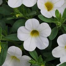 Calibrachoa hybrid 'Minifamous Compact White' Calibrachoa hybrid 'Minifamous Compact White'