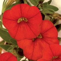 Calibrachoa hybrid 'Callie Scarlet' Calibrachoa hybrid 'Callie Scarlet'