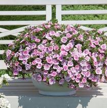 Calibrachoa hybrid 'Minifamous Double Compact Pink' Calibrachoa hybrid 'Minifamous Double Compact Pink'