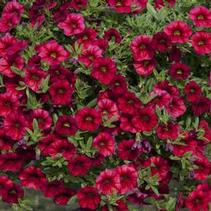 Calibrachoa hybrid 'Minifamous Neo Cherry Red' Calibrachoa hybrid 'Minifamous Neo Cherry Red'