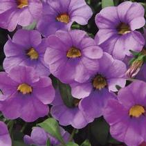 Calibrachoa hybrid 'Minifamous Neo Lavender Blue' Calibrachoa hybrid 'Minifamous Neo Lavender Blue'
