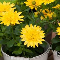 Osteospermum ecklonis '4D Yellow' Osteospermum ecklonis '4D Yellow'