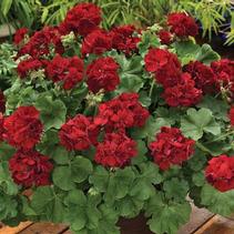 Geranium Interspecific 'Calliope Large Burgundy' Geranium Interspecific 'Calliope Large Burgundy'