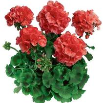Geranium Zonal 'Classic Dark Salmon' Geranium Zonal 'Classic Dark Salmon'