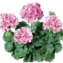 Geranium Zonal 'Classic Mosaic Purple' Geranium Zonal 'Classic Mosaic Purple'