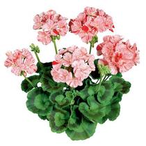 Geranium Zonal 'Classic Mosaic Red' Geranium Zonal 'Classic Mosaic Red'
