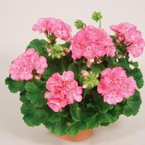 Geranium Zonal 'Classic Pink' Geranium Zonal 'Classic Pink'