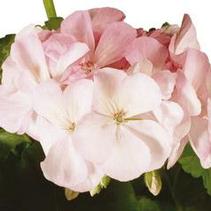 Geranium Zonal 'Classic Pink Blush' Geranium Zonal 'Classic Pink Blush'