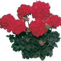 Geranium Zonal 'Classic Red' Geranium Zonal 'Classic Red'