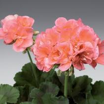 Geranium Zonal 'Classic Salmon' Geranium Zonal 'Classic Salmon'