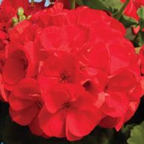 Geranium Zonal 'Classic Scarlet' Geranium Zonal 'Classic Scarlet'
