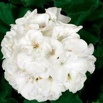 Geranium Zonal 'Classic White' Geranium Zonal 'Classic White'