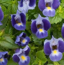 Torenia hybrida 'Indigo Moon' Torenia hybrida 'Indigo Moon'