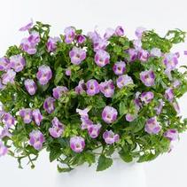 Torenia hybrida 'Rose Moon' Torenia hybrida 'Rose Moon'