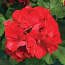 Geranium Interspecific 'Calliope Dark Red' Geranium Interspecific 'Calliope Dark Red'