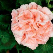 Geranium Zonal 'Classic Light Salmon' Geranium Zonal 'Classic Light Salmon'