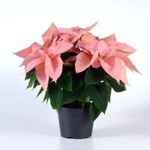 Poinsettia Euphorbia Pulcherrima 'Christmas Ribbons' Poinsettia Euphorbia Pulcherrima 'Christmas Ribbons'