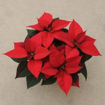 Poinsettia Euphorbia Pulcherrima 'Christmas Morning' Poinsettia Euphorbia Pulcherrima 'Christmas Morning'
