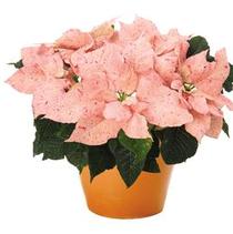 Poinsettia Euphorbia Pulcherrima 'Peppermint Ruffles '17' Poinsettia Euphorbia Pulcherrima 'Peppermint Ruffles '17'