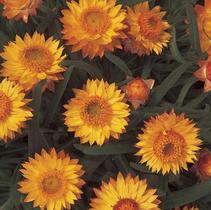 Bracteantha Bracteatum 'Sundaze Golden Beauty' Bracteantha Bracteatum 'Sundaze Golden Beauty'