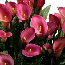 Calla Lilies Zantedeschia rehmannii hybrid 'Ruby Sensations' Calla Lilies Zantedeschia rehmannii hybrid 'Ruby Sensations'