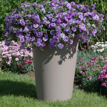 Calibrachoa hybrid 'Minifamous Double Silver Blue' Calibrachoa hybrid 'Minifamous Double Silver Blue'