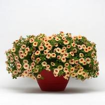 Calibrachoa hybrid 'Minifamous Neo Apricot with Red Eye' Calibrachoa hybrid 'Minifamous Neo Apricot with Red Eye'
