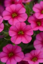 Calibrachoa hybrid 'Mini Famous Compact Pink' Calibrachoa hybrid 'Mini Famous Compact Pink'