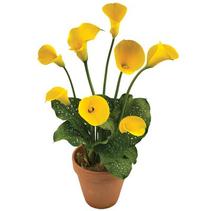 Calla Lilies Zantedeschia rehmannii hybrid 'Gold Fever' Calla Lilies Zantedeschia rehmannii hybrid 'Gold Fever'