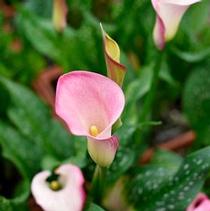Calla Lilies Zantedeschia rehmannii hybrid 'Hot Coral' Calla Lilies Zantedeschia rehmannii hybrid 'Hot Coral'