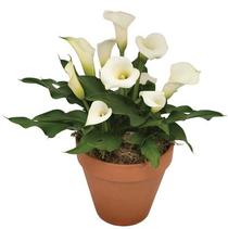 Calla Lilies Zantedeschia rehmannii hybrid 'Ice Dancer' Calla Lilies Zantedeschia rehmannii hybrid 'Ice Dancer'