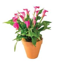 Calla Lilies Zantedeschia rehmannii hybrid 'Lip Gloss' Calla Lilies Zantedeschia rehmannii hybrid 'Lip Gloss'
