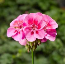 Geranium Zonal 'Classic Lavender Flame Imp' Geranium Zonal 'Classic Lavender Flame Imp'