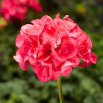 Geranium Zonal 'Classic Hot Pink' Geranium Zonal 'Classic Hot Pink'