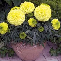 Marigold tagetes patula 'Janie Primrose' Marigold tagetes patula 'Janie Primrose'