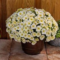 Petchoa hybrid 'SuperCal Buttercream' Petchoa hybrid 'SuperCal Buttercream'