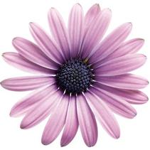 Osteospermum hybrid 'Soprano Light Purple' Osteospermum hybrid 'Soprano Light Purple'