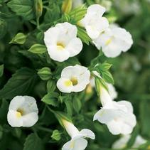 Torenia x Hybrida 'Catalina White Linen' Torenia x Hybrida 'Catalina White Linen'