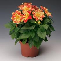 Dahlia 'Goldalia Orange' 'Goldalia Orange' Dahlia 'Goldalia Orange' 'Goldalia Orange'