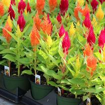 Celosia plumrosa 'Fresh Look Mix' Celosia plumrosa 'Fresh Look Mix'