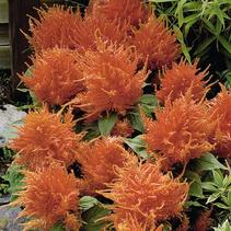 Celosia plumrosa 'Fresh Look Orange' Celosia plumrosa 'Fresh Look Orange'
