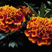 Marigold tagetes patula 'Janie Flame' Marigold tagetes patula 'Janie Flame'