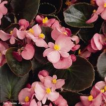 Begonia x semperflorens-cultorum 'Harmony Pink' Begonia x semperflorens-cultorum 'Harmony Pink'