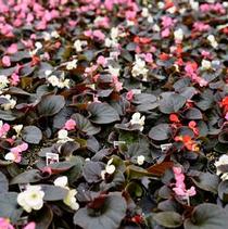 Begonia x semperflorens-cultorum 'Harmony Mix' Begonia x semperflorens-cultorum 'Harmony Mix'