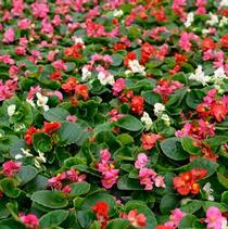 Begonia x semperflorens-cultorum 'Prelude Mix' Begonia x semperflorens-cultorum 'Prelude Mix'